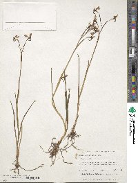 Diuris longifolia image