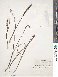 Microtis unifolia image