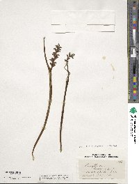 Image of Prasophyllum colensoi