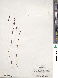 Image of Genoplesium rufum