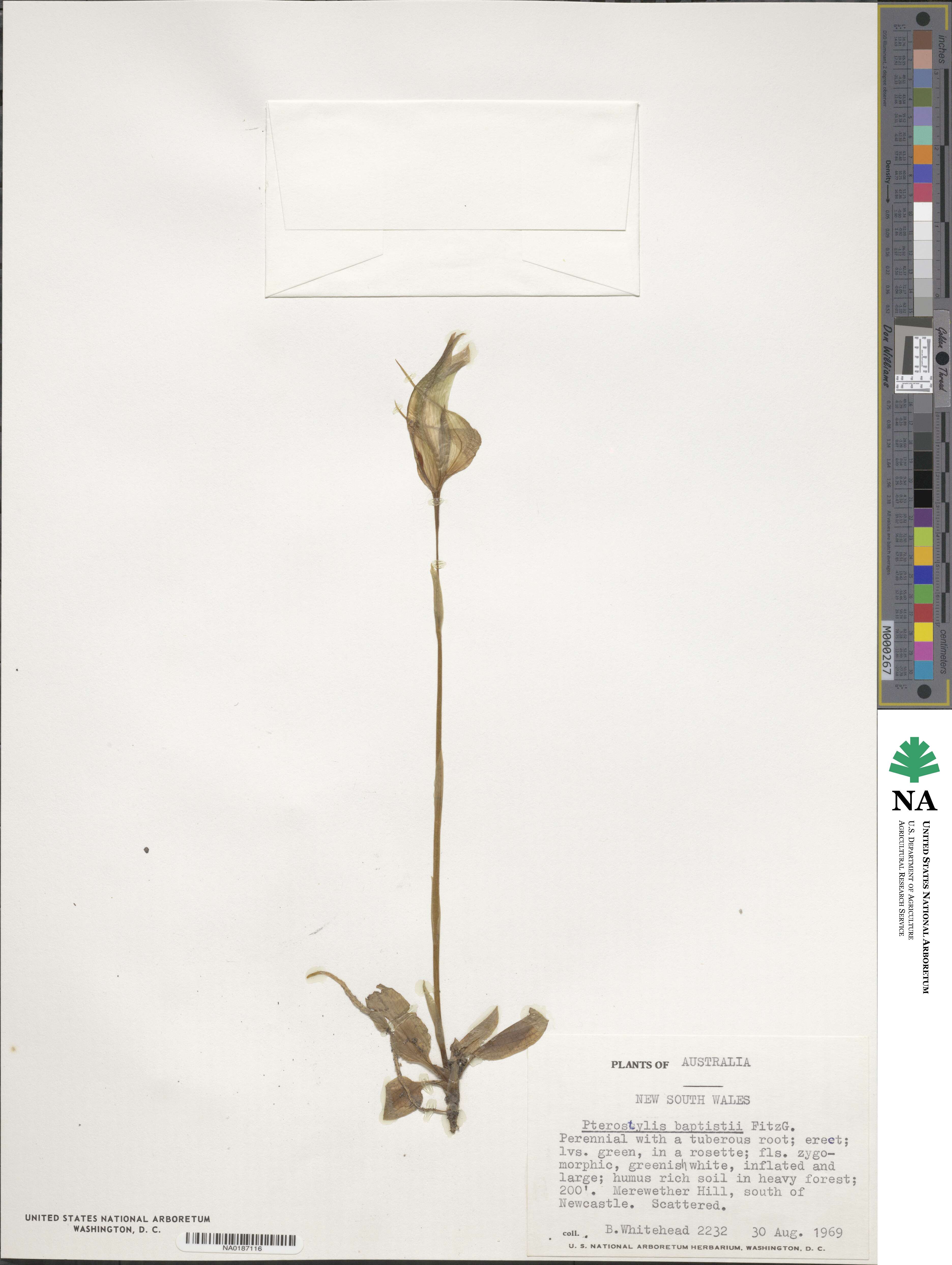 Pterostylis baptistii image