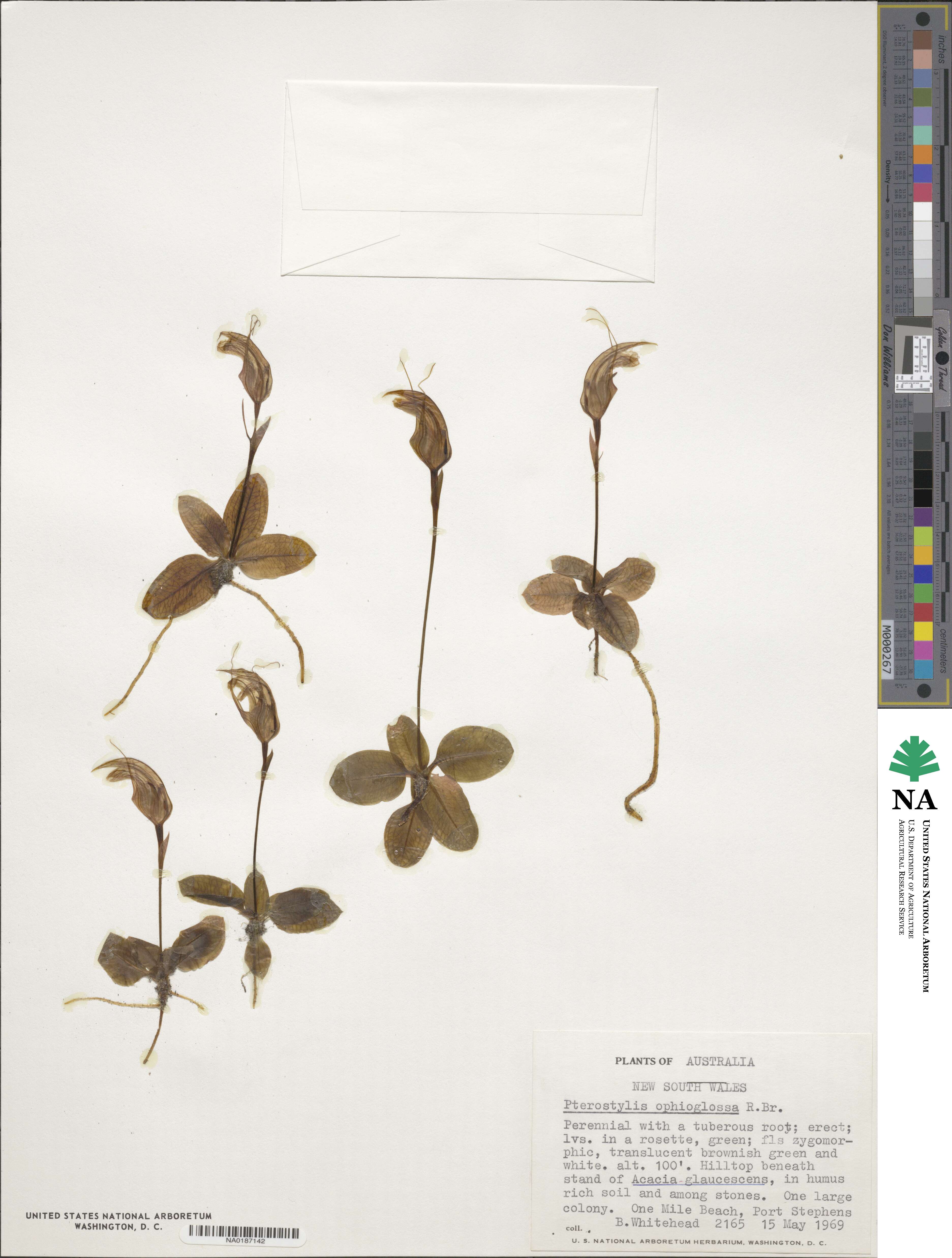 Pterostylis image