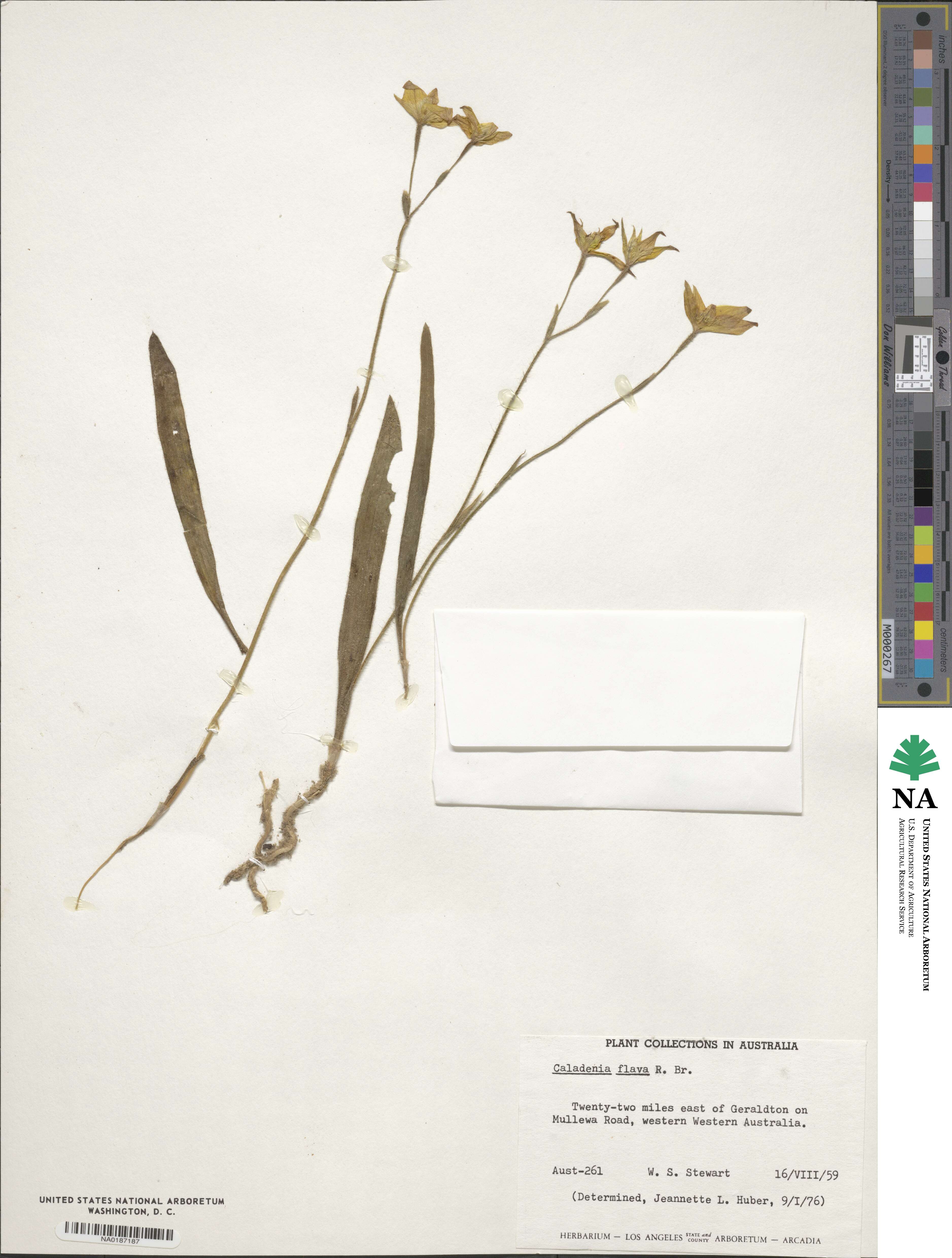 Caladenia flava image