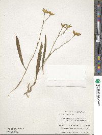 Caladenia flava image