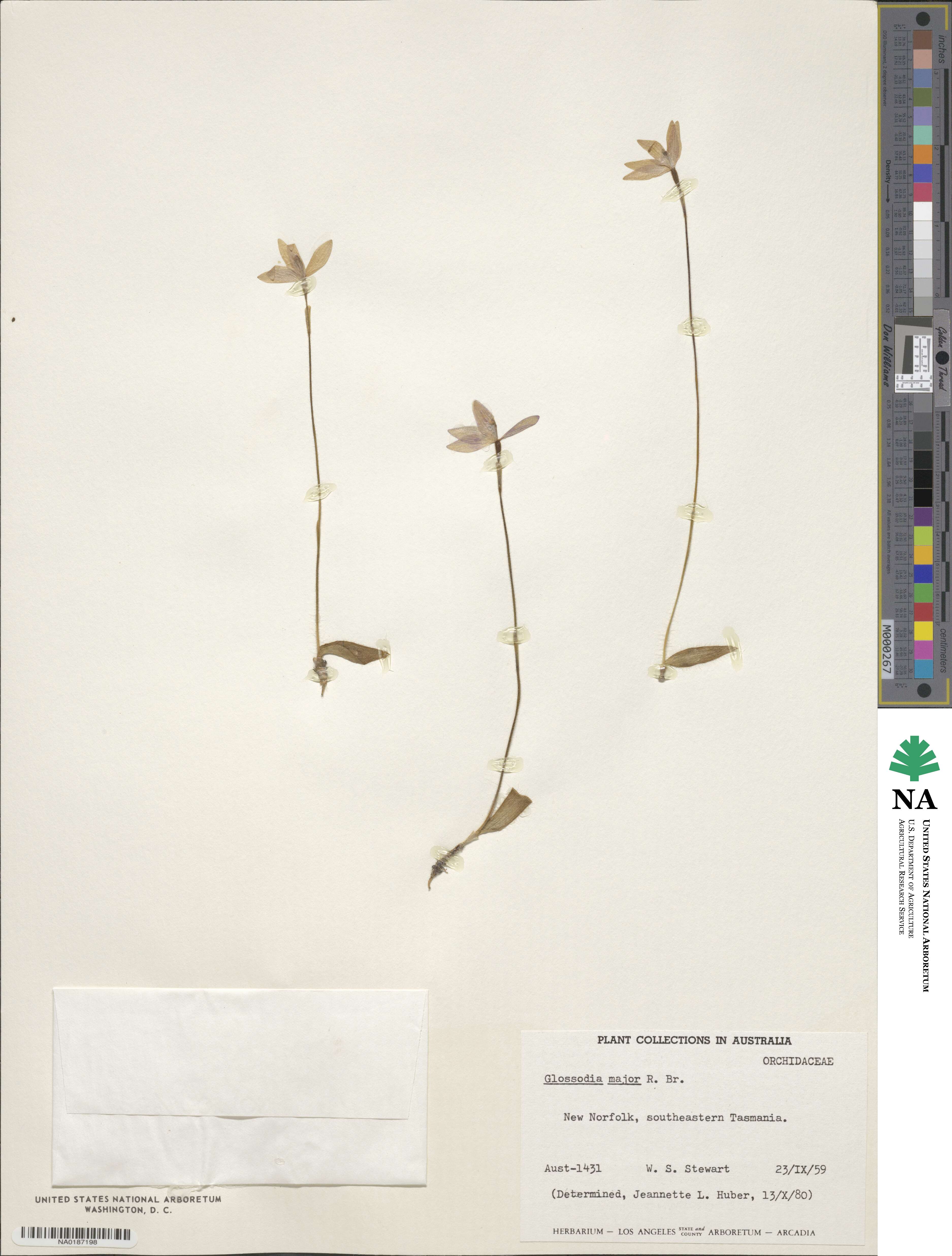 Caladenia major image