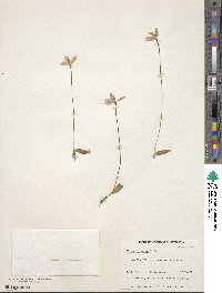 Caladenia major image