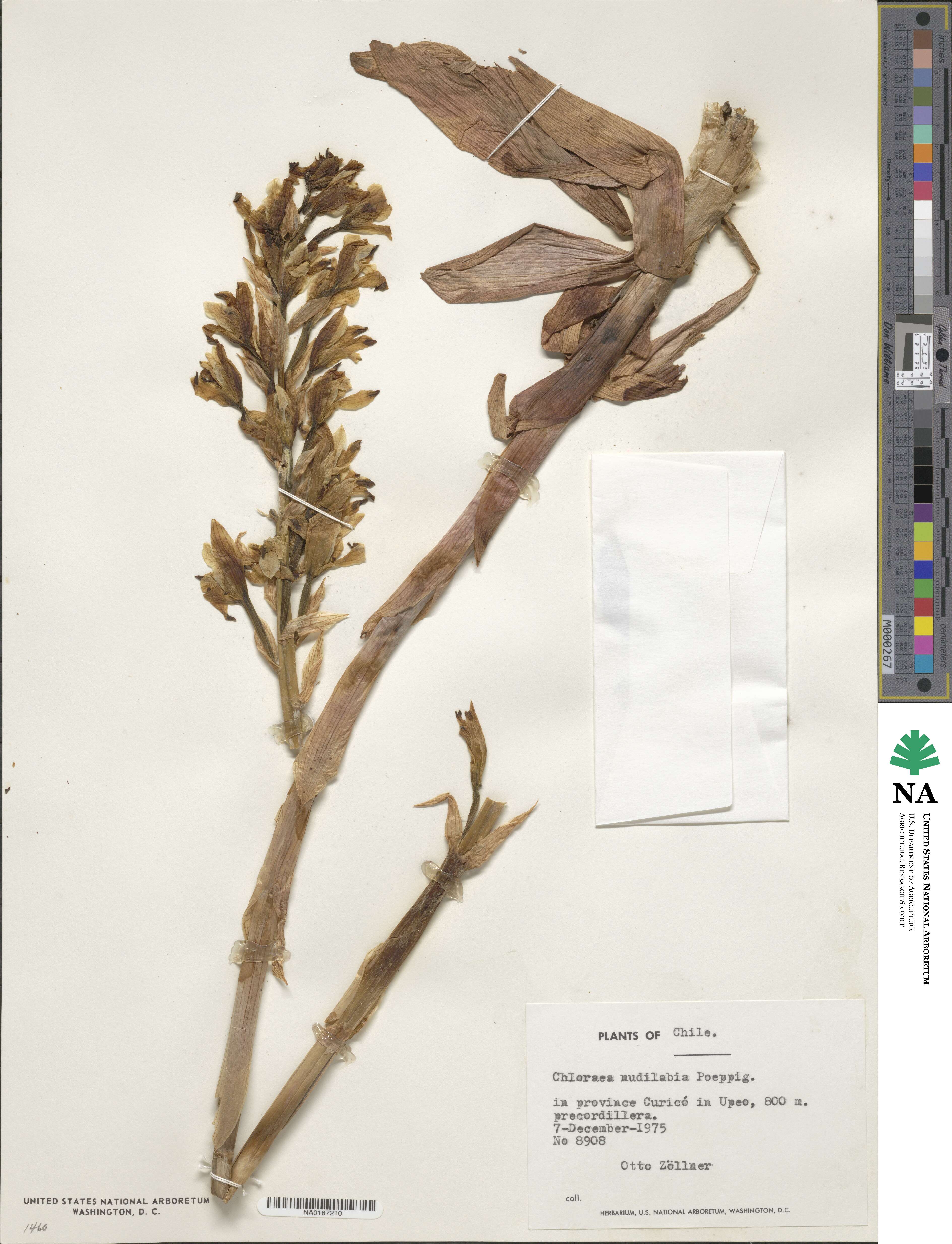 Chloraea image