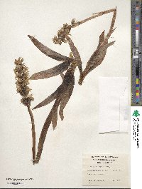 Image of Gavilea lutea