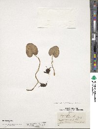 Image of Corybas macranthus