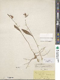 Pogonia ophioglossoides image