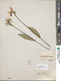 Pogonia ophioglossoides image