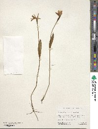 Pogonia ophioglossoides image