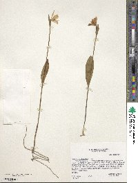 Pogonia ophioglossoides image