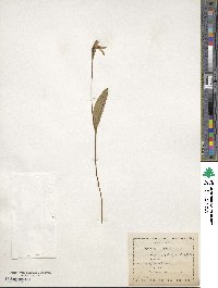 Pogonia ophioglossoides image