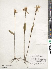 Pogonia ophioglossoides image