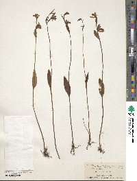 Pogonia ophioglossoides image