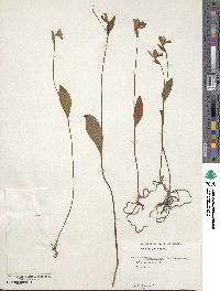 Pogonia ophioglossoides image