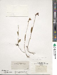 Pogonia ophioglossoides image