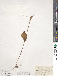 Pogonia ophioglossoides image