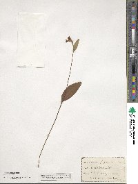 Pogonia ophioglossoides image