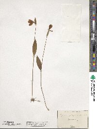 Pogonia ophioglossoides image