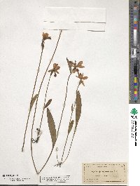 Pogonia ophioglossoides image