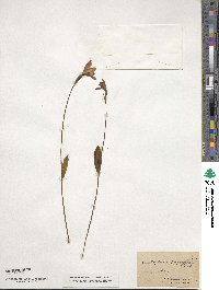 Pogonia ophioglossoides image