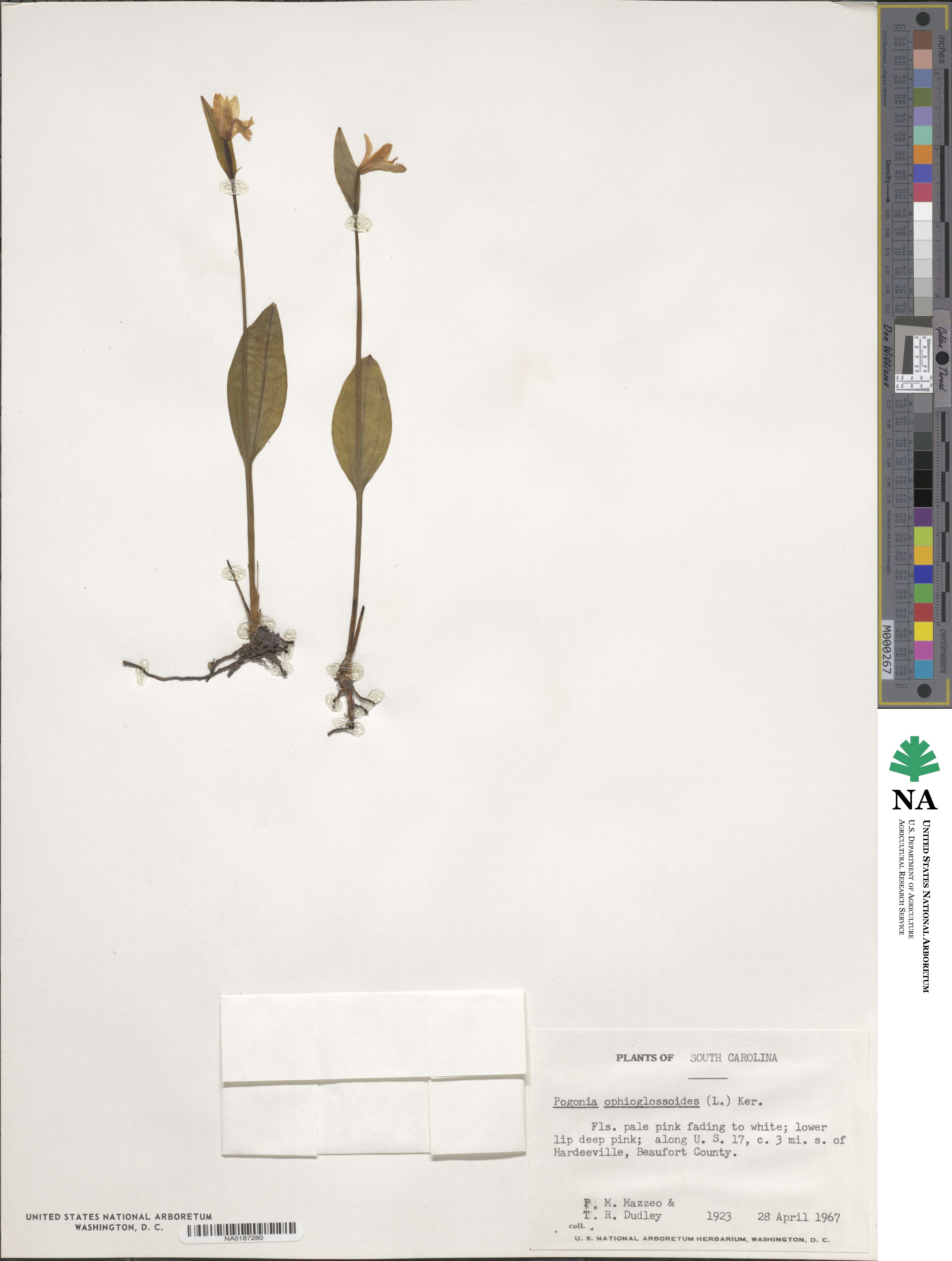 Pogonia ophioglossoides image