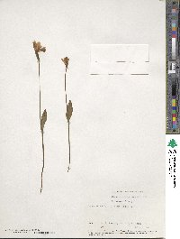 Pogonia ophioglossoides image