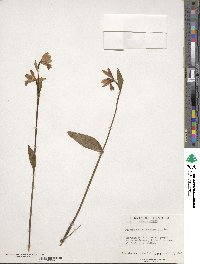 Pogonia ophioglossoides image