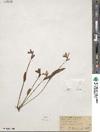 Pogonia ophioglossoides image