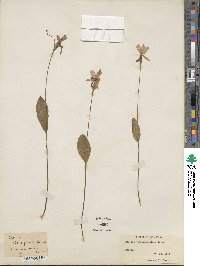 Pogonia ophioglossoides image