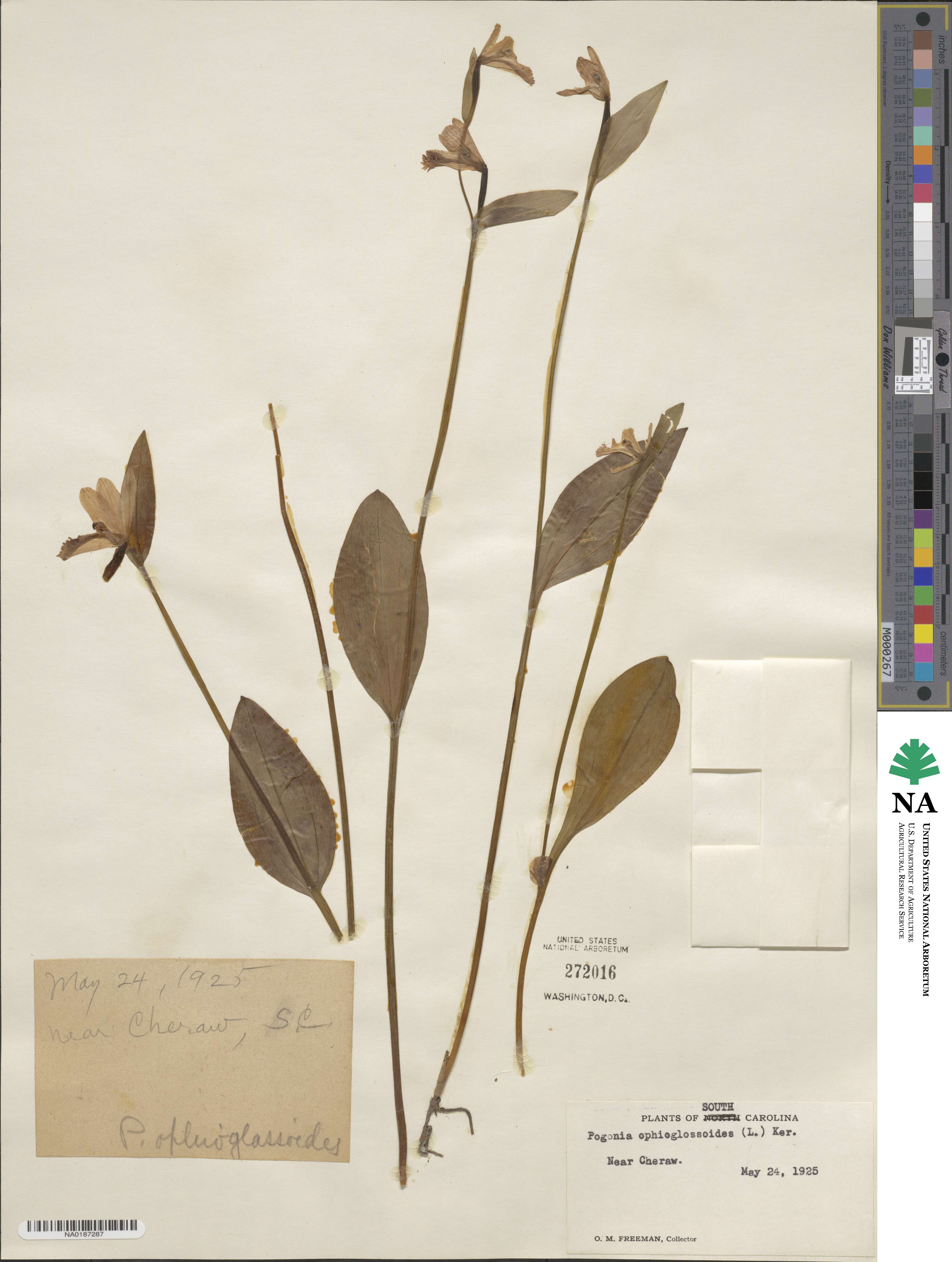 Pogonia ophioglossoides image