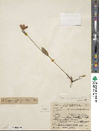 Pogonia ophioglossoides image