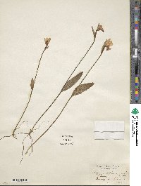 Pogonia ophioglossoides image