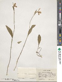 Pogonia ophioglossoides image