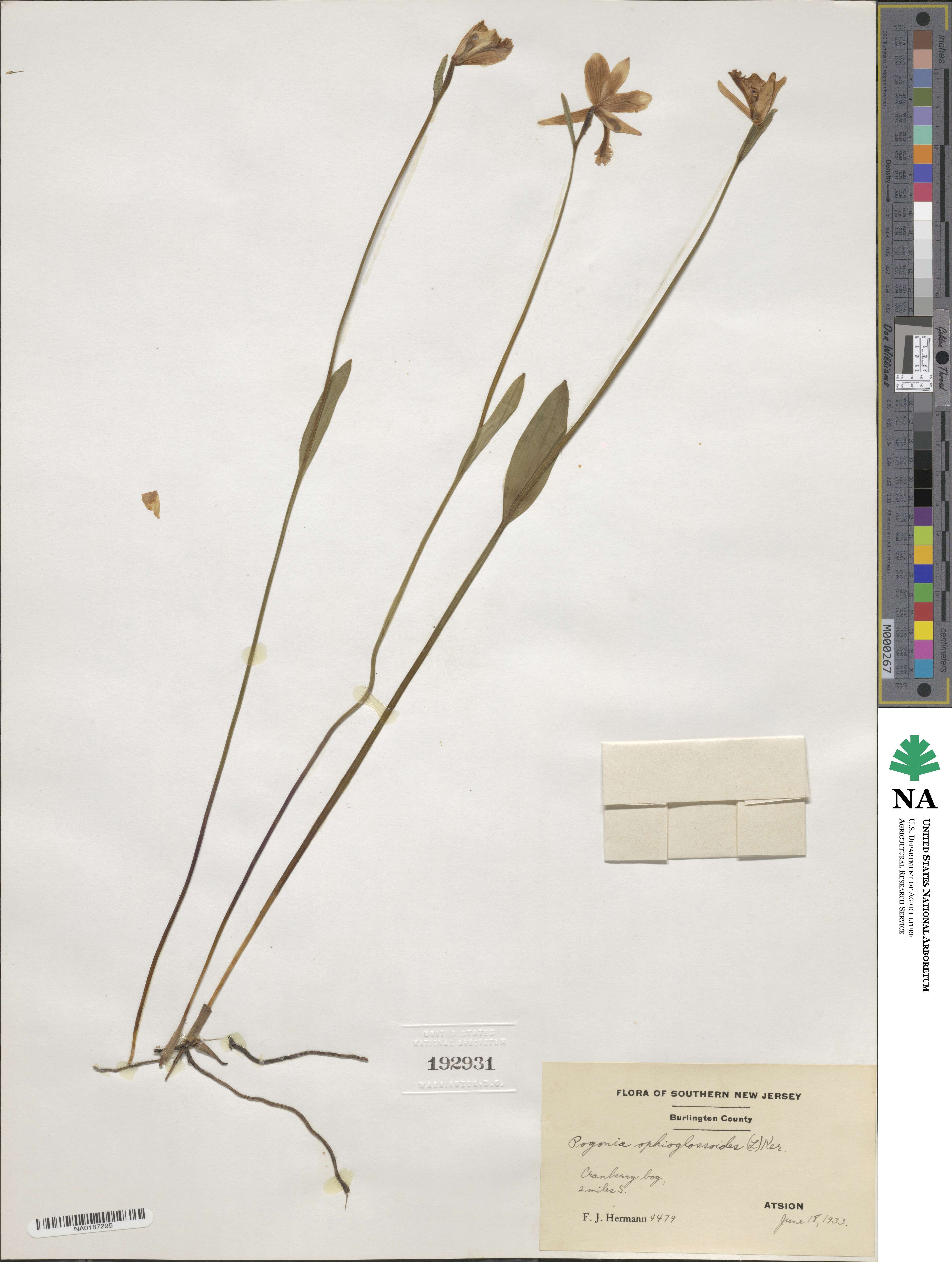 Pogonia ophioglossoides image