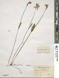 Pogonia ophioglossoides image