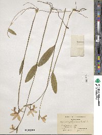 Pogonia ophioglossoides image