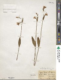 Pogonia ophioglossoides image