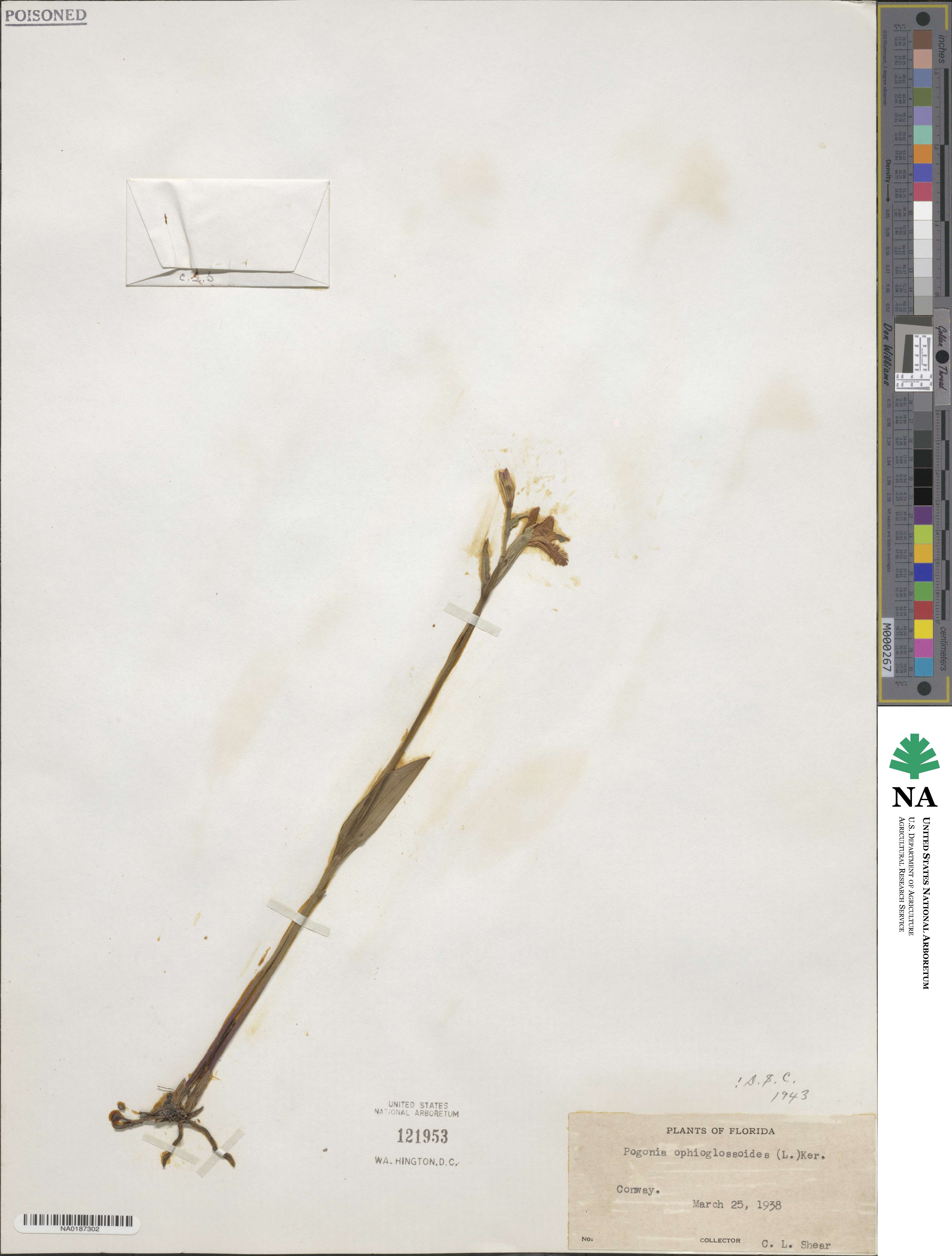 Pogonia ophioglossoides image