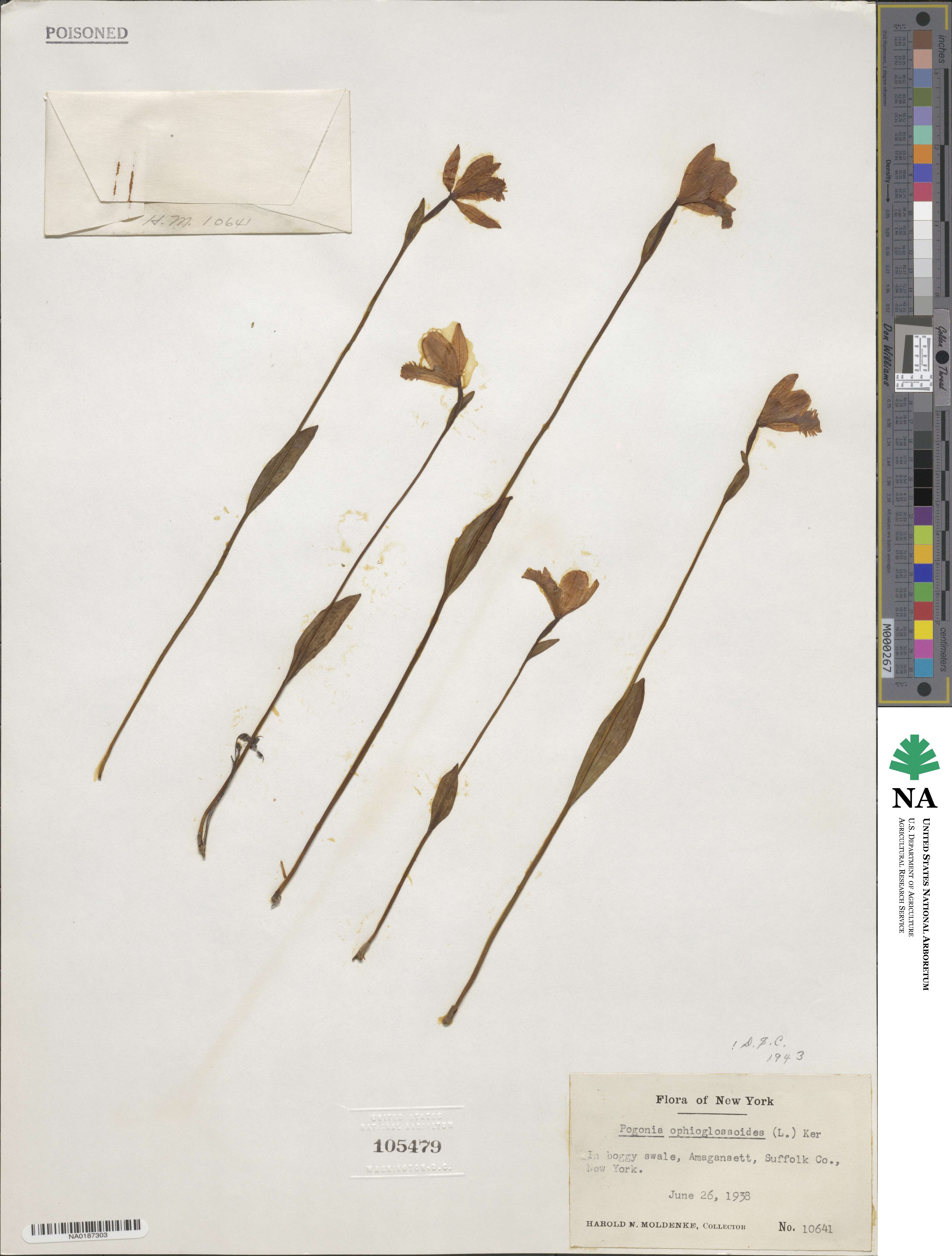 Pogonia ophioglossoides image