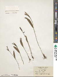 Image of Pogonia minor