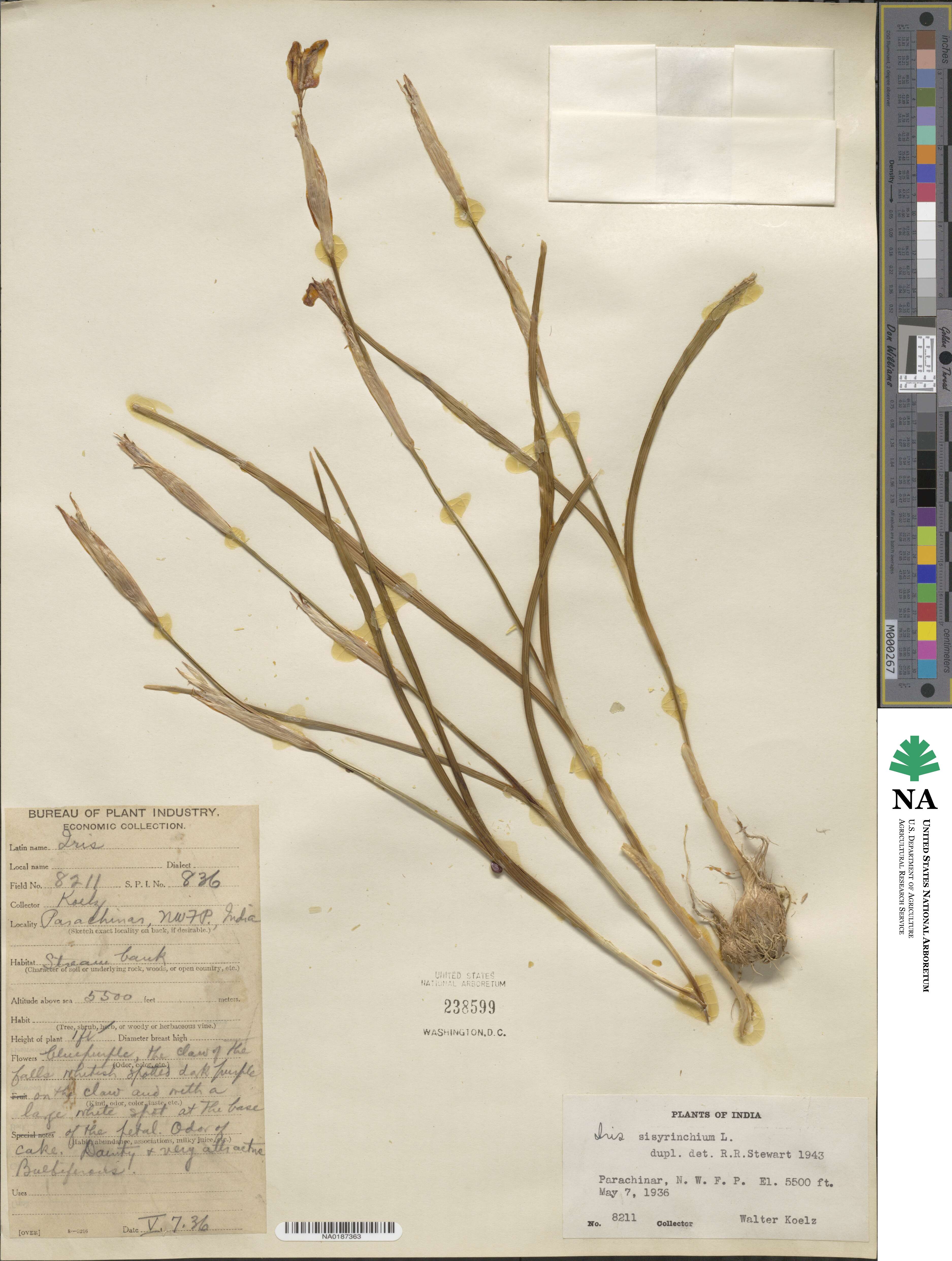 Moraea sisyrinchium image