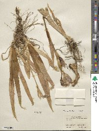 Iris tectorum image