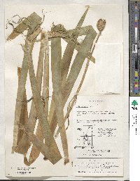 Iris tectorum image