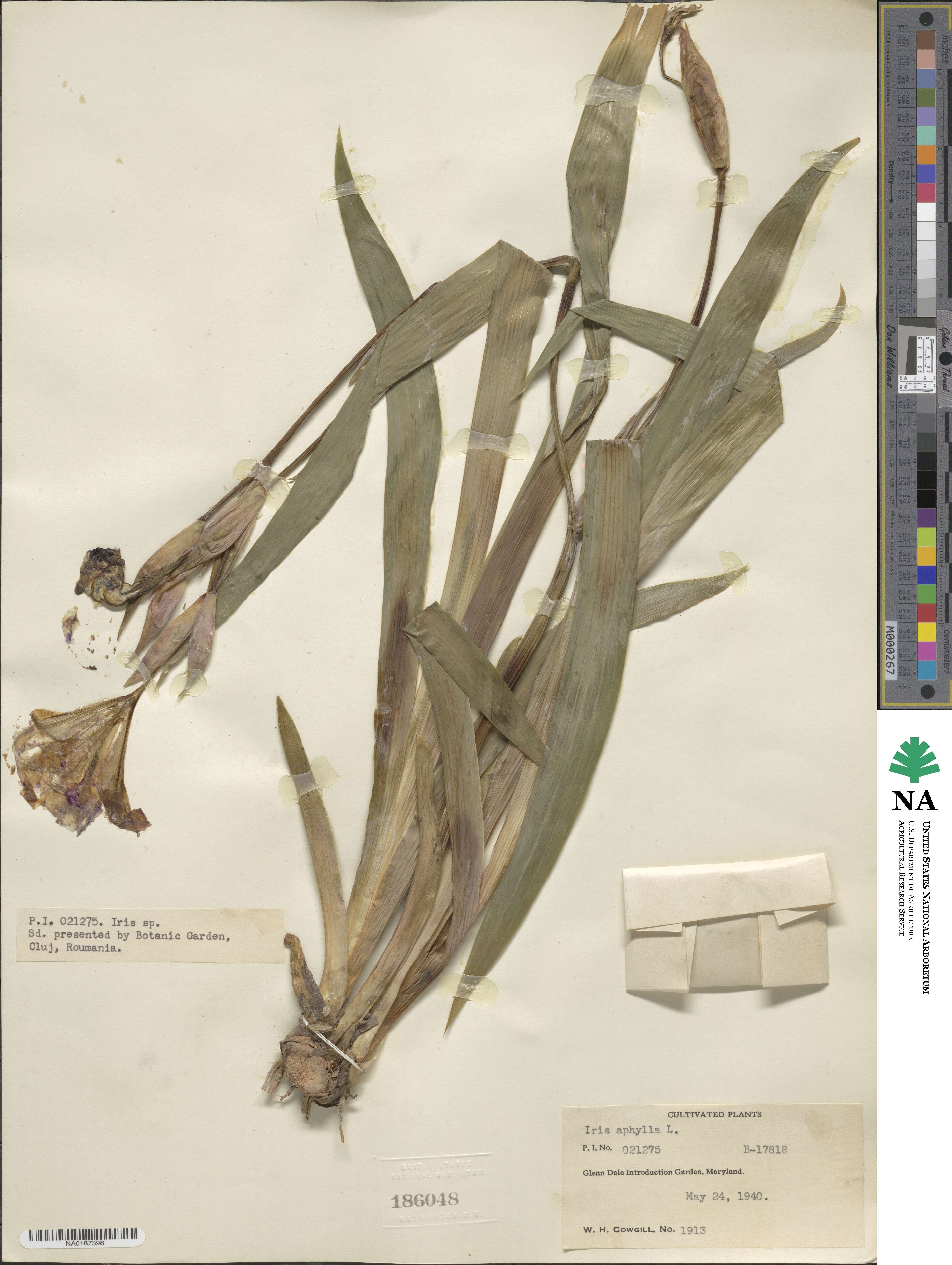 Iris aphylla image