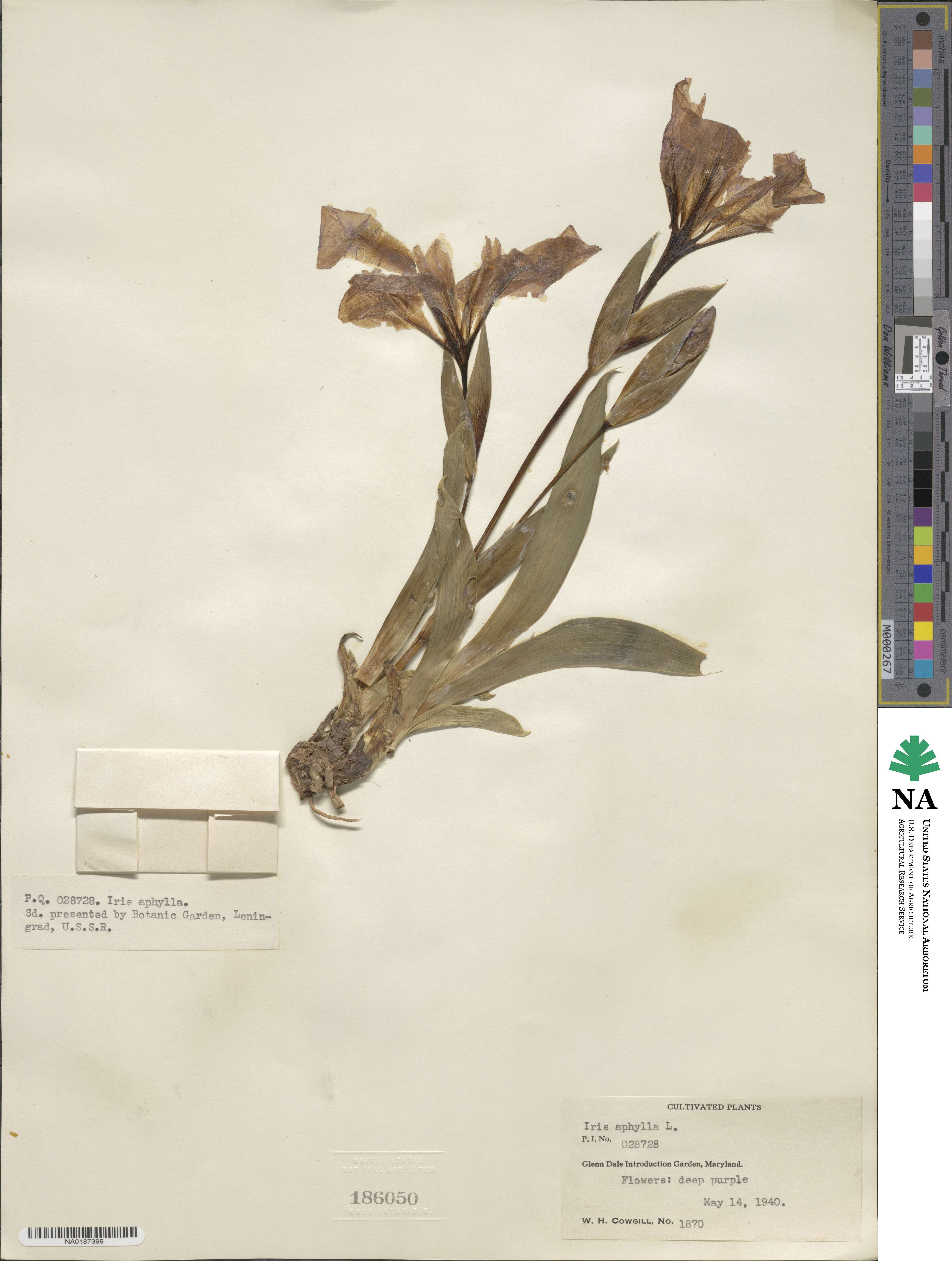 Iris aphylla image