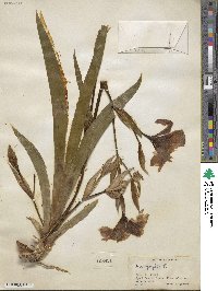 Iris aphylla image