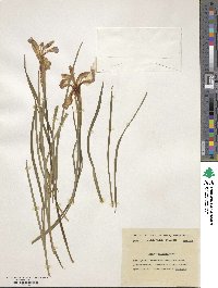 Image of Iris bulleyana